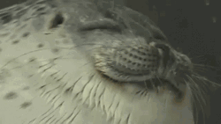 Seal Pretending To Be Sleeping GIF