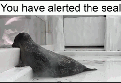 Seal Roaming Around GIF