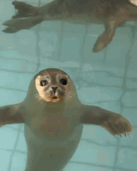 Seal GIF