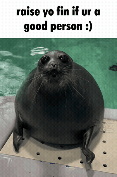 Seal Saying Raise Yo Fin If Ur A Good Person GIF