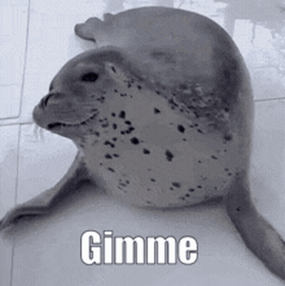 Seal Sitting On Floor Saying Gimme GIF