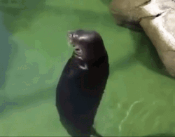 Seal Spinning In The Water GIF