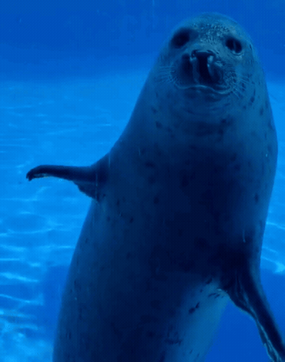 Seal Standing And Waving GIF