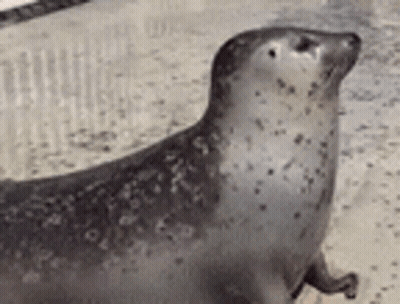 Seal Standing On Hind Legs On Beach GIF