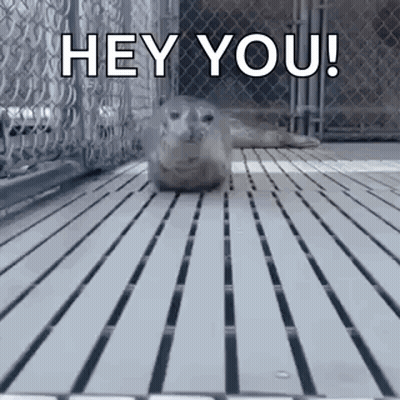 Seal Standing On Wooden Floor GIF