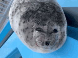 Seal Sticking Out Tongue GIF
