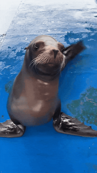 Seal Swimming In Blue Pool Looking At Camera GIF
