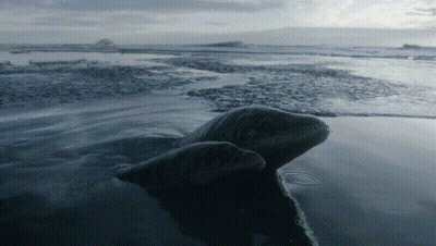 Seal Swimming In Water With Cloudy Sky GIF