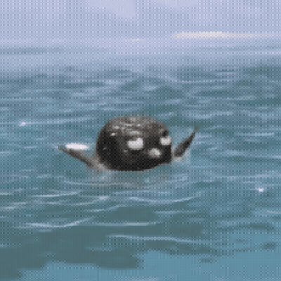 Seal Swimming Looking At Camera GIF