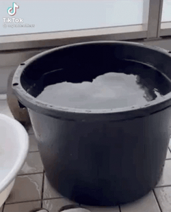 Seal Taking Bath On Pail GIF