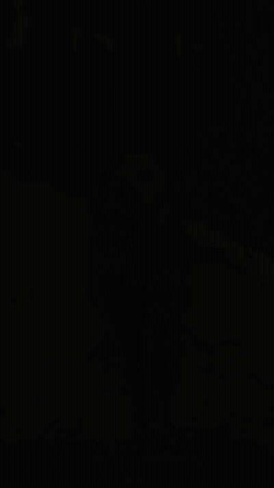 Seal That Looks Like Horse Walking GIF