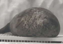 Seal Tired Lying On The Ground GIF