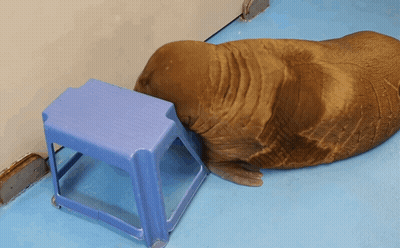Seal Walking Down Stairs Coming GIF
