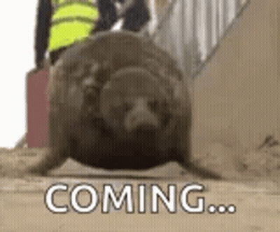 Seal Walking Down Stairs Coming GIF