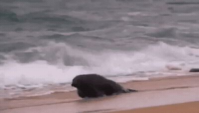 Seal Walking On Beach GIF