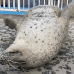 Seal Want Someone To Touch  GIF