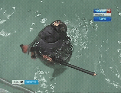 Seal Wearing Military Hat In Water GIF