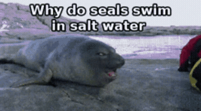 Seal Why Do Seals Swim In Salt Water GIF