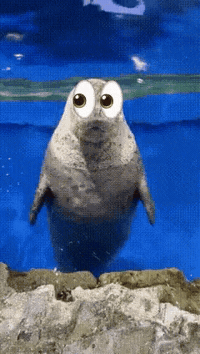 Seal With Big Eyes In Water GIF