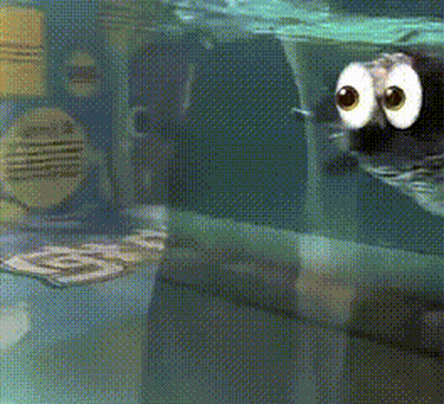 Seal With Big Eyes Swimming In Aquarium GIF
