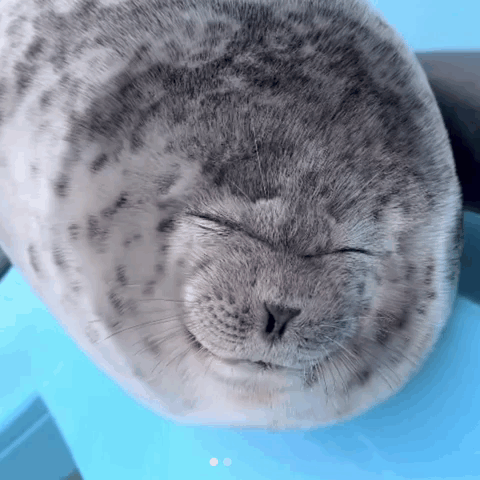 Seal With Eyes Closed GIF