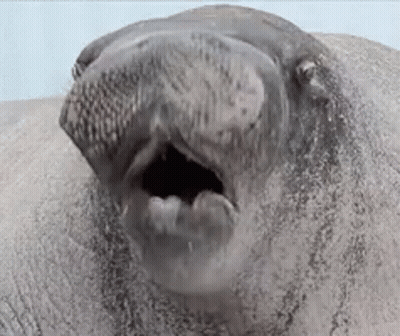 Seal With Mouth Open And Beard GIF