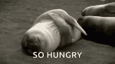 Seal With So Hungry Text GIF