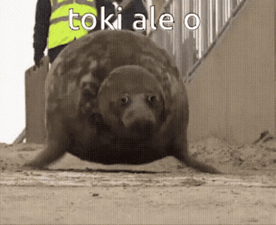 Seal With Toki Ale O GIF