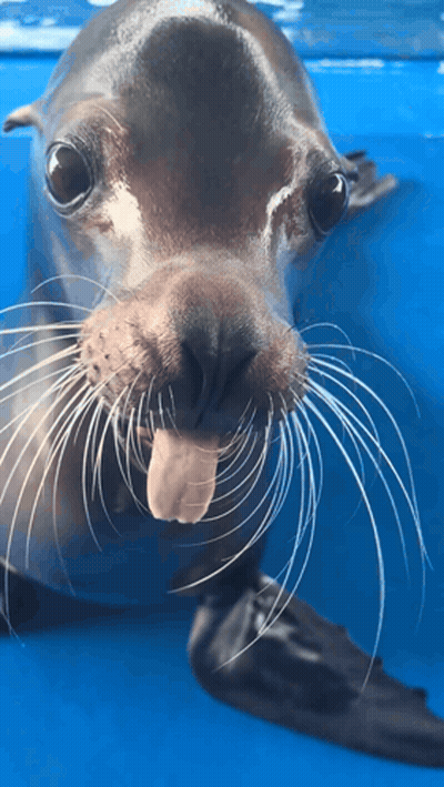 Seal With Tongue Out GIF