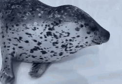 Seal GIF