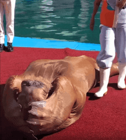 Sealion Trained To Work Out GIF