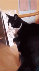 Self Harm Jumping El Gato Meme GIF