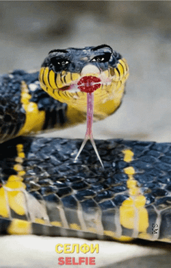 Selfie Anaconda Snake GIF