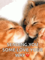 Sending Love Kitten Kiss GIF