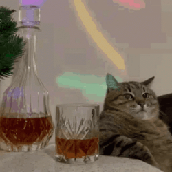 Serbian Party Cat Celebration GIF