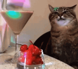 Serbian Party Cat Dance GIF