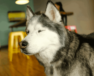 Serenely Composed Husky Far From Shocked GIF