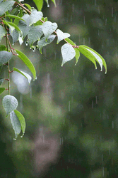 Serenity Now Rain On Leaves GIF