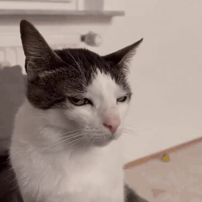 Serious Cat Close Up GIF