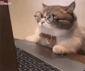 Serious Cat Work From Home GIF