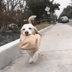 Serious Dog Biting Lunch Time Food  GIF
