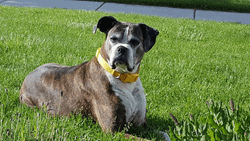 Serious Dog Eyebrows Up  GIF