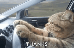 Serious Driving Thank You Cat GIF