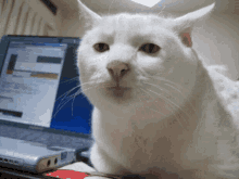 Serious Face Funny Human Face Cat GIF