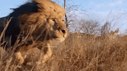 Serious Lion Running