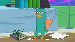 Serious Perry The Platypus Wearing Its Hat GIF