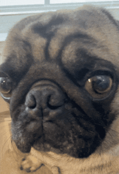 Serious Pug Dog Close Up GIF