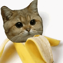 Serious Stare Banana Cat Meme GIF