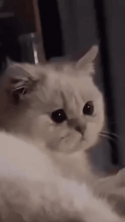 Serious White Cat Looking At Camera GIF