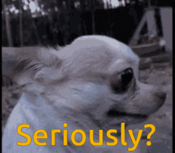 Seriously Head Turn Funny Chihuahua Dog Meme GIF
